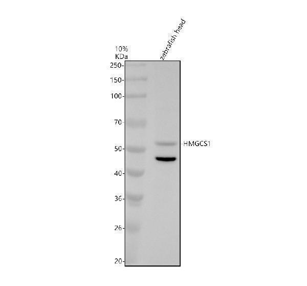 aza0a0r4iqg1 hmgcs1 primary antibodies wb testing 1