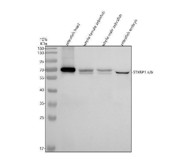 aza0a0r4iqm9 stxbp1a b primary antibodies wb testing 1