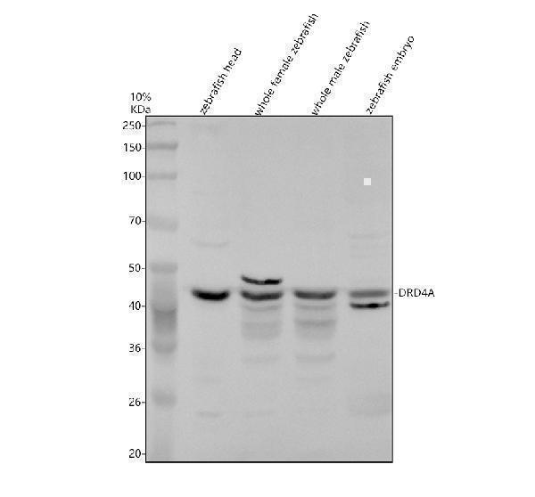 aza0a0r4ir92 drd4a primary antibodies wb testing 1