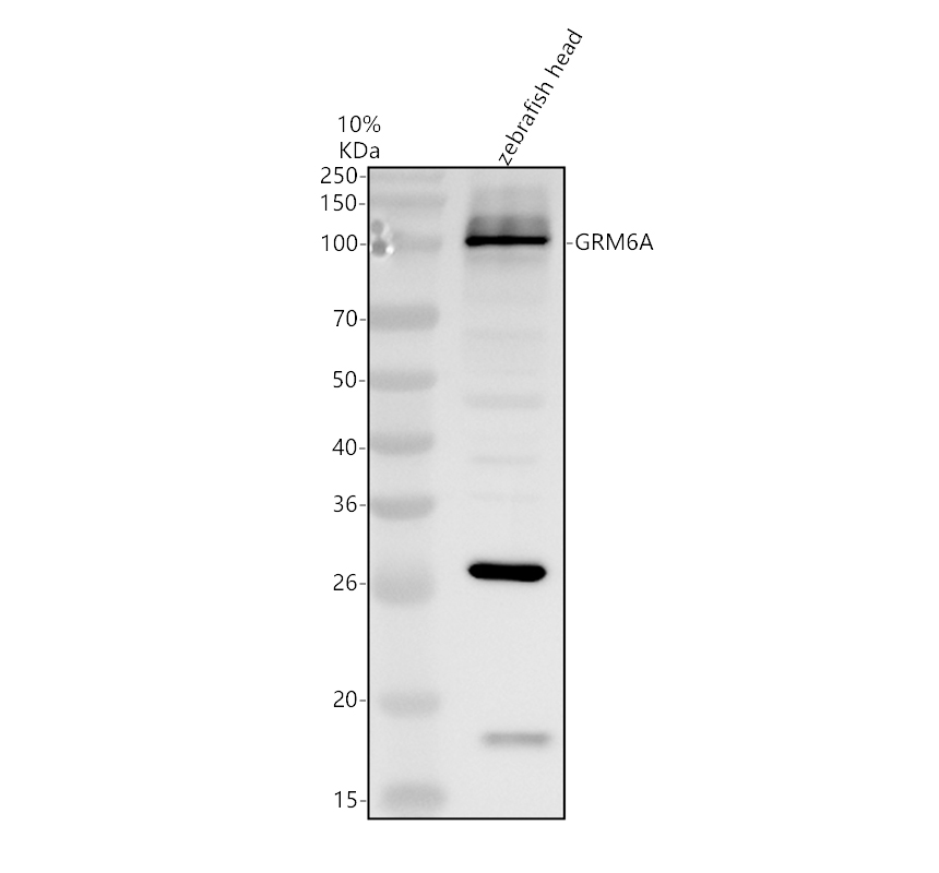 aza0a0r4irn2 grm6a primary antibodies wb testing 1