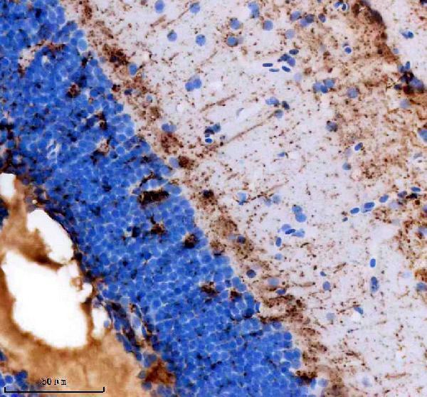 IHC analysis of P0/MPZ using anti-P0/MPZ antibody (AZA0A0R4IS04)