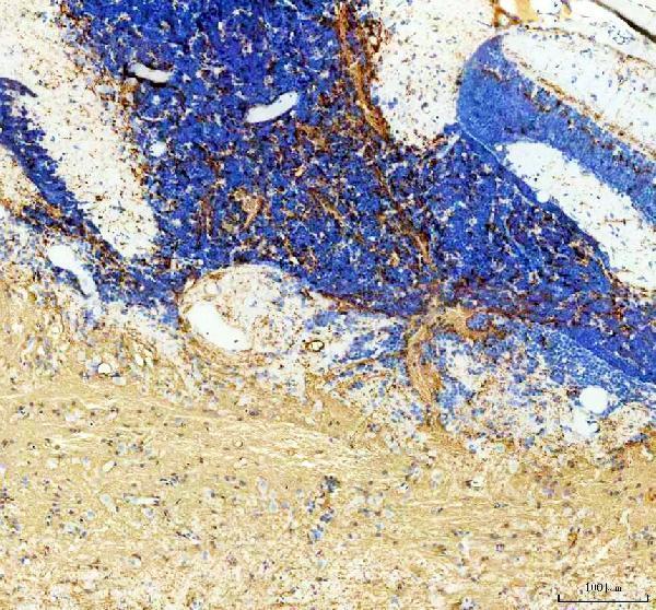 IHC analysis of P0/MPZ using anti-P0/MPZ antibody (AZA0A0R4IS04)