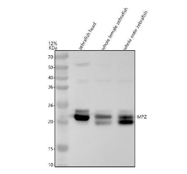 Western blot analysis of P0/MPZ using anti-P0/MPZ antibody (AZA0A0R4IS04)