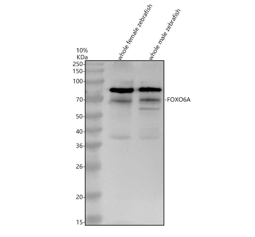 Western blot analysis of FOXO6A using anti-FOXO6A antibody (AZA0A0R4IU78)