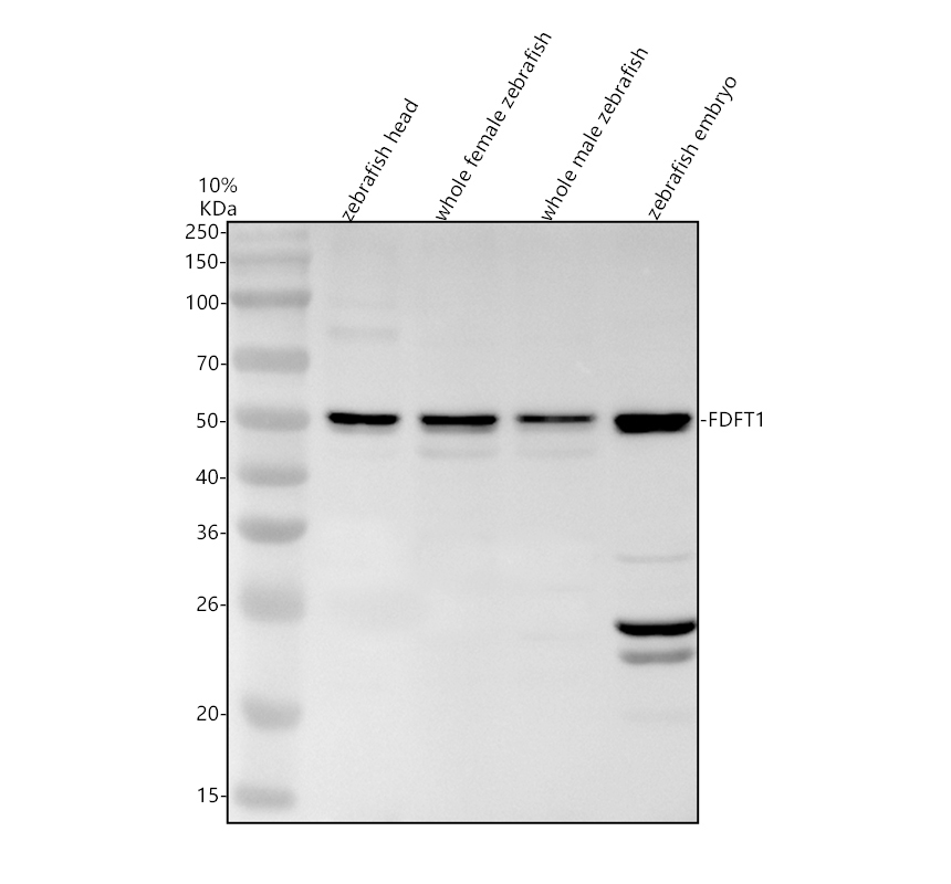 Western blot analysis of FDFT1 using anti-FDFT1 antibody (AZA0A0R4IVV5)
