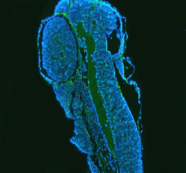 aza0a286y9x1 gbf1 primary antibodies if testing 5