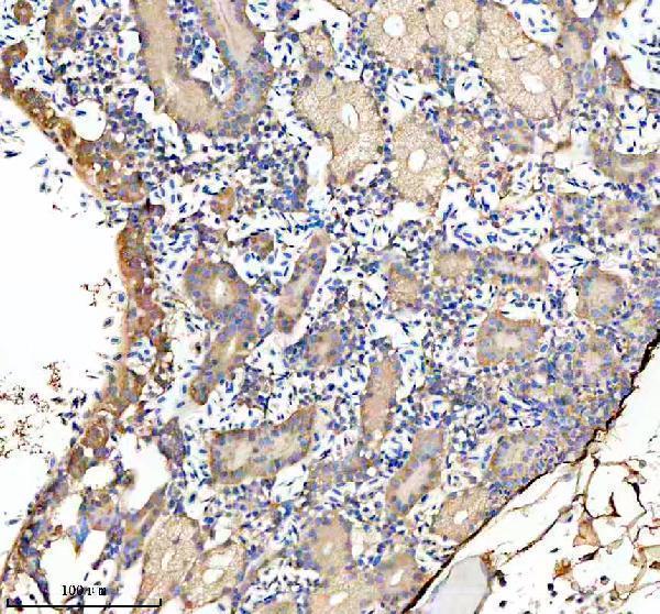 aza0a286y9x1 gbf1 primary antibodies ihc testing 4