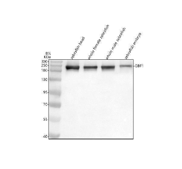  Western blot analysis of GBF1 using anti-GBF1 antibody (AZA0A286Y9X1)