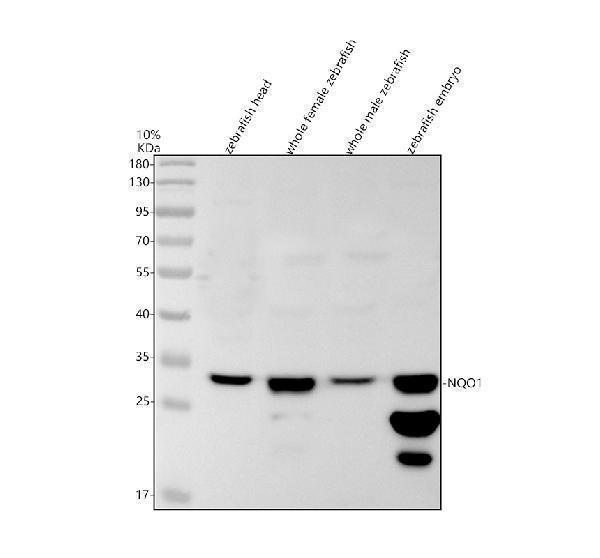 Western blot analysis of NQO1 using anti-NQO1 antibody (AZA0A2R8PW65)