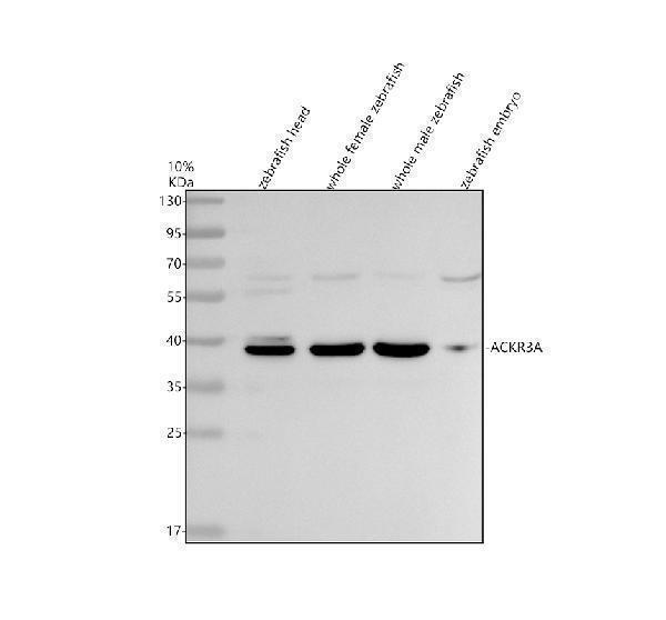 aza0a2r8pyr8 ackr3a primary antibodies wb testing 1