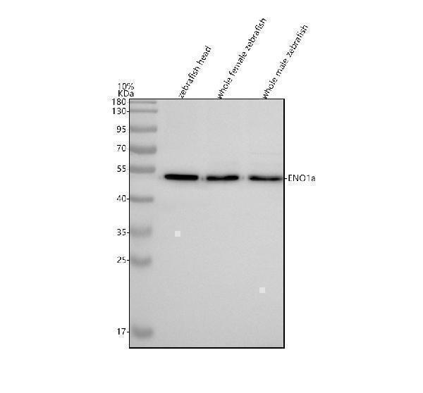 aza0a2r8q1x2 eno1a primary antibodies wb testing 1