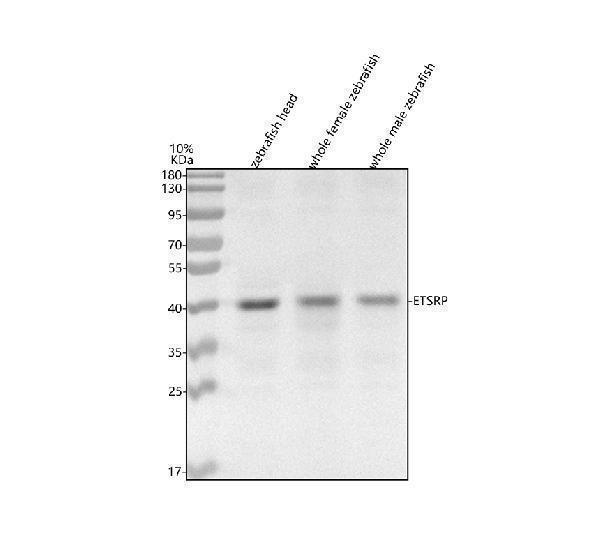 aza0a2r8q5a3 etsrp primary antibodies wb testing 1