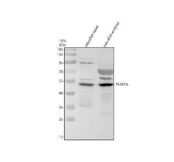 Western blot analysis of TFAP2A using anti-TFAP2A antibody (AZA0A2R8QRQ5)