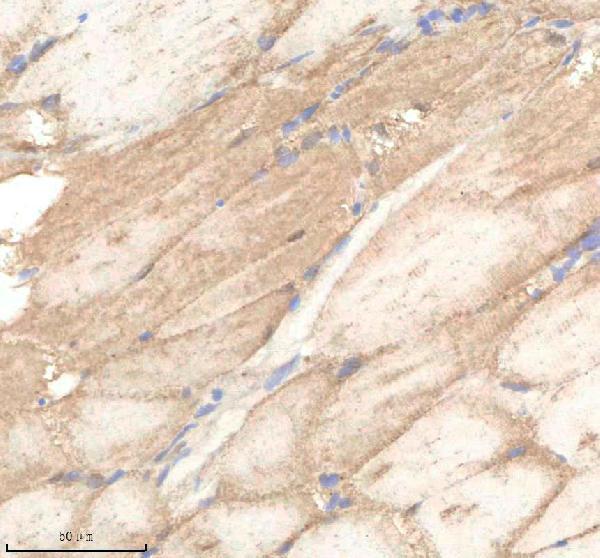 aza0a8m1n062 polr2d primary antibodies ihc testing 3
