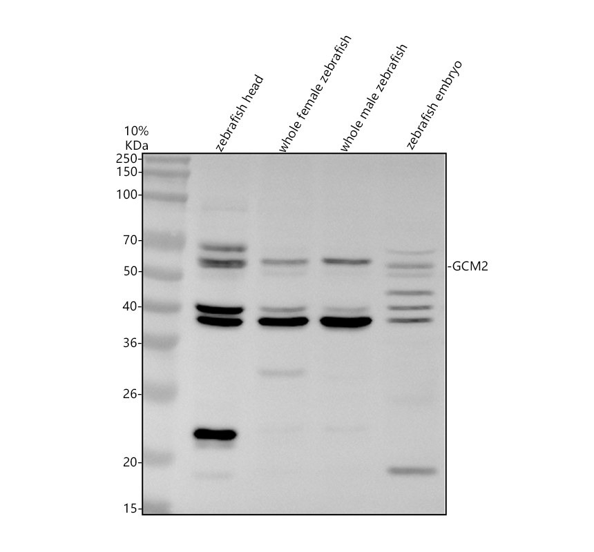 aza0a8m1n2i5 gcm2 primary antibodies wb testing 1