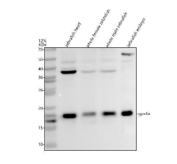 aza0a8m1n2t9 gpx4a primary antibodies wb testing 1