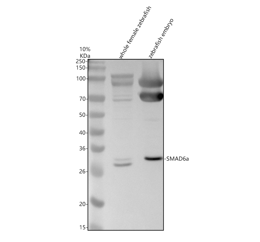 aza0a8m1n6x6 smad6a primary antibodies wb testing 1