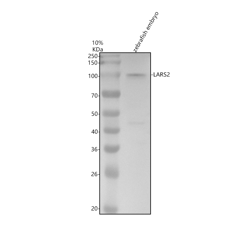 aza0a8m1neq8 lars2 primary antibodies wb testing 1