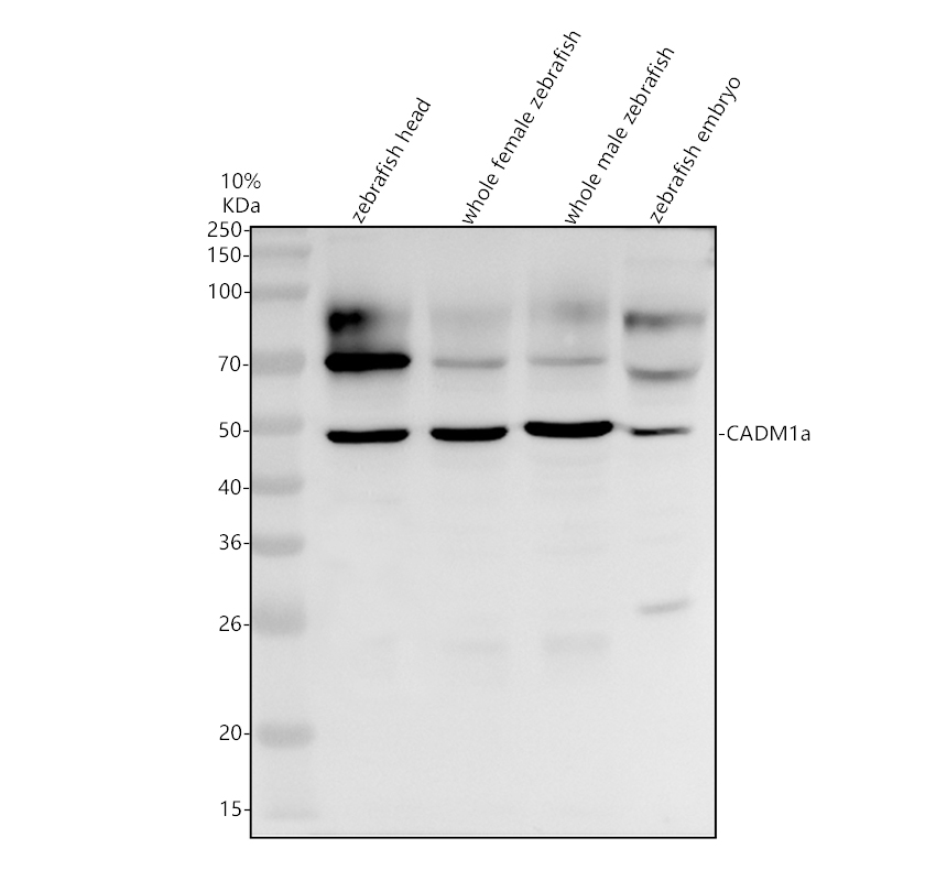 aza0a8m1nf64 cadm1a primary antibodies wb testing 1