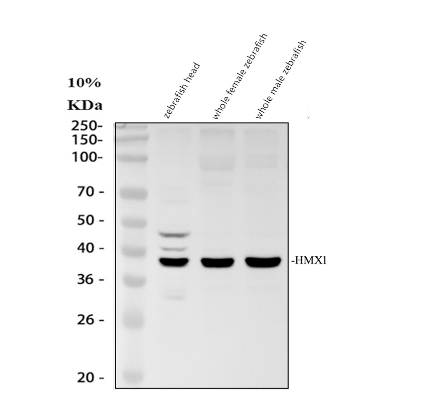 aza0a8m1nh20 hmx1 primary antibodies wb testing 1