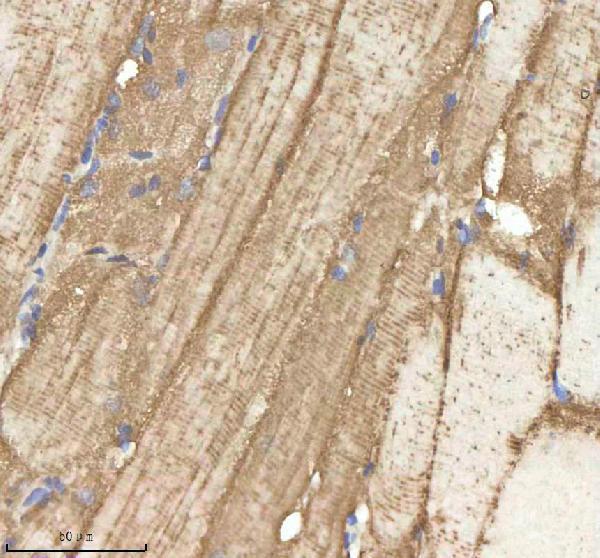 IHC analysis of NPEPPS using anti-NPEPPS antibody (AZA0A8M1NSE3)