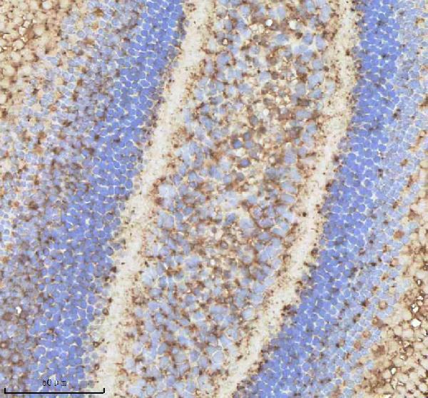 IHC analysis of NPEPPS using anti-NPEPPS antibody (AZA0A8M1NSE3)