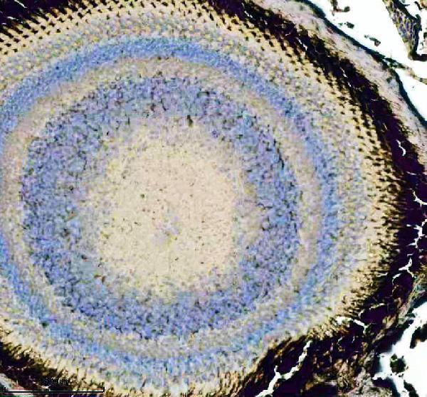 aza0a8m1p735 bdnf primary antibodies ihc testing 2