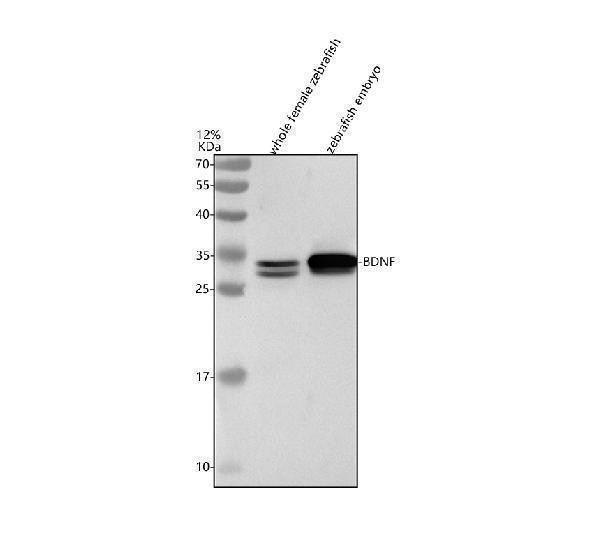aza0a8m1p735 bdnf primary antibodies wb testing 1