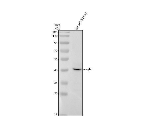 aza0a8m1p9f8 vegfab primary antibodies wb testing 1