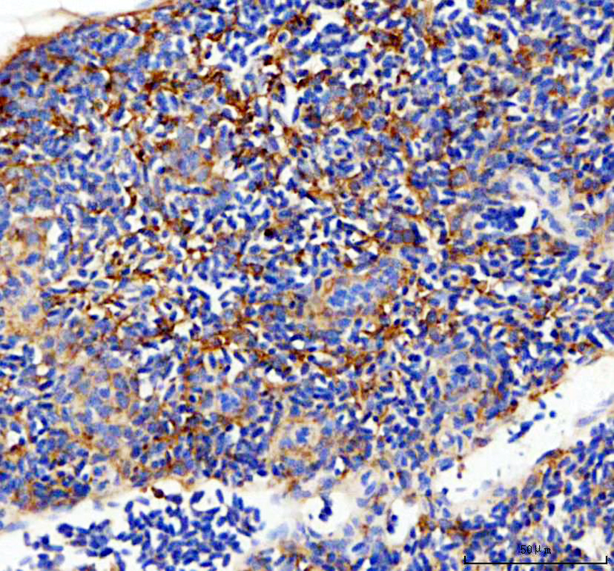 aza0a8m1pbz9 nt5e primary antibodies ihc testing 3