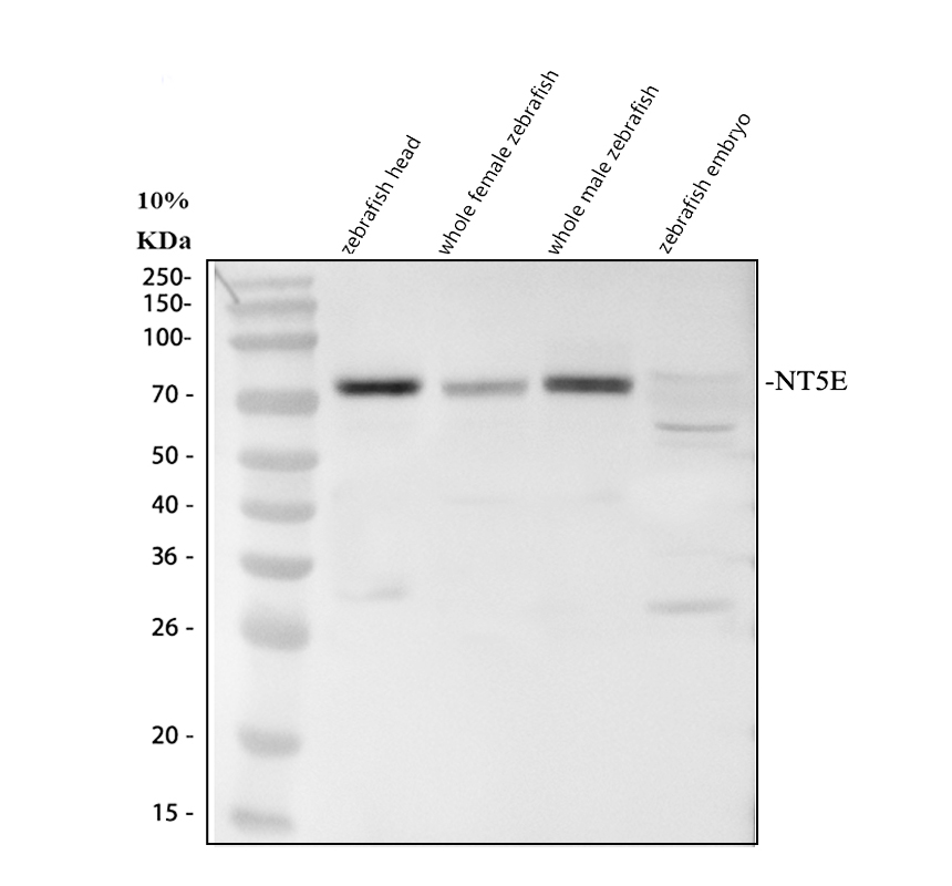 Western blot analysis of NT5E using anti-NT5E antibody (AZA0A8M1PBZ9)