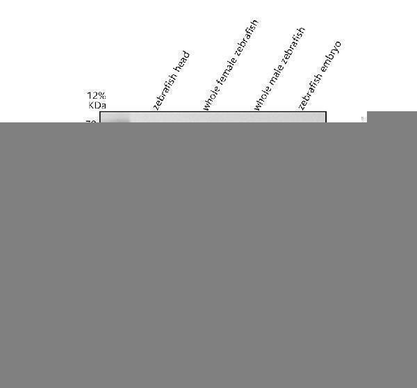 aza0a8m1pht1 ppiaa primary antibodies wb testing 1