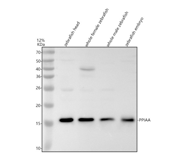 aza0a8m1pht1 ppiaa primary antibodies wb testing 1_1