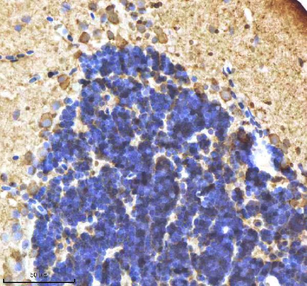  IHC analysis of IL-1 beta/IL1B using anti-IL-1 beta/IL1B antibody (AZA0A8M1PI54)