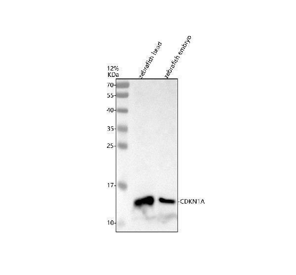 aza0a8m1rfs1 p21 cdkn1a primary antibodies wb testing 1