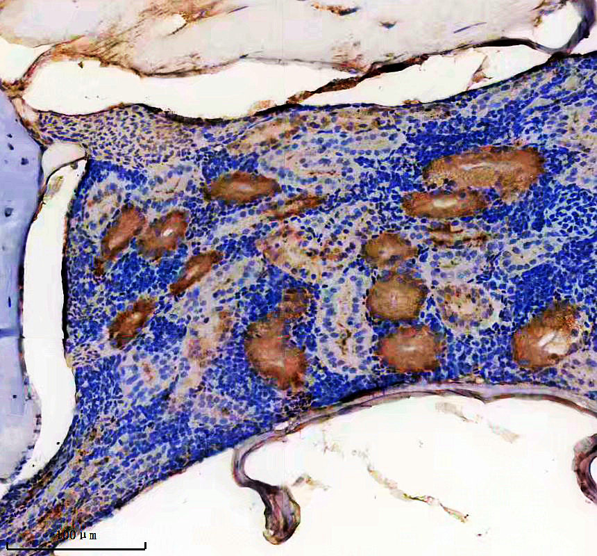 IHC analysis of STEAP3 using anti-STEAP3 antibody (AZA0A8M1RHF3)