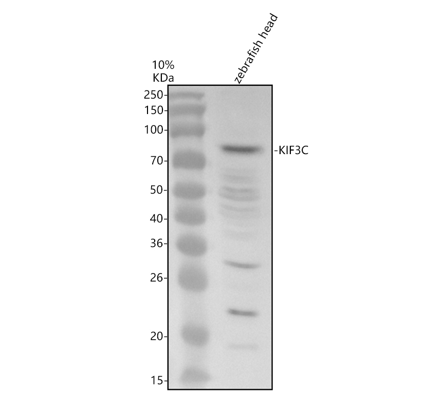 aza0a8m1rlr4 kif3c primary antibodies wb testing 1