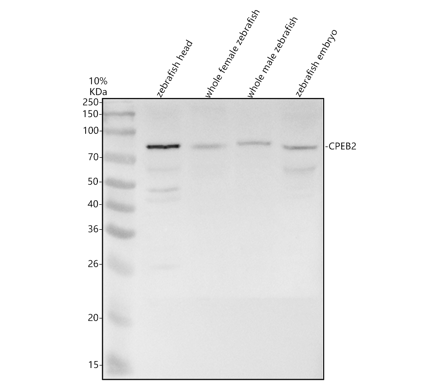 aza0a8m1rrv8 cpeb2 primary antibodies wb testing 1