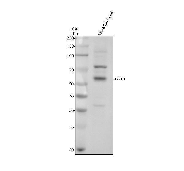 Western blot analysis of IKZF1 using anti-IKZF1 antibody (AZA0A8M2B2X4)