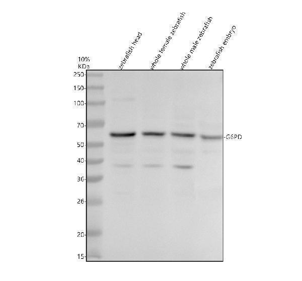 Western blot analysis of G6PD using anti-G6PD antibody (AZA0A8M2B959)