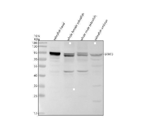 Western blot analysis of STAT3 using anti-STAT3 antibody (AZA0A8M2BAX1)