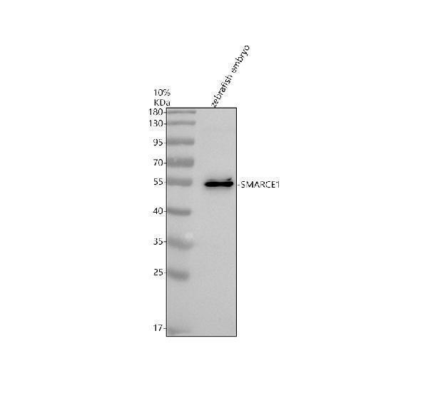 Western blot analysis of SMARCE1 using anti-SMARCE1 antibody (AZA0A8M2BB53)