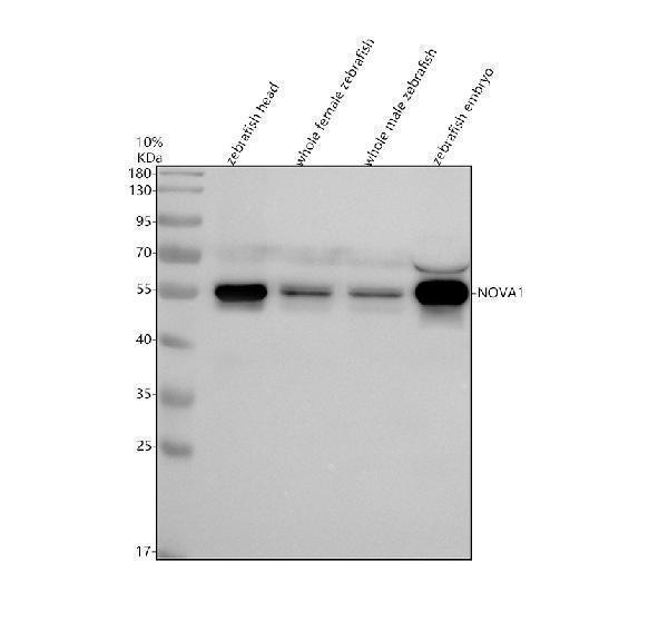 aza0a8m2bck7 nova1 primary antibodies wb testing 1