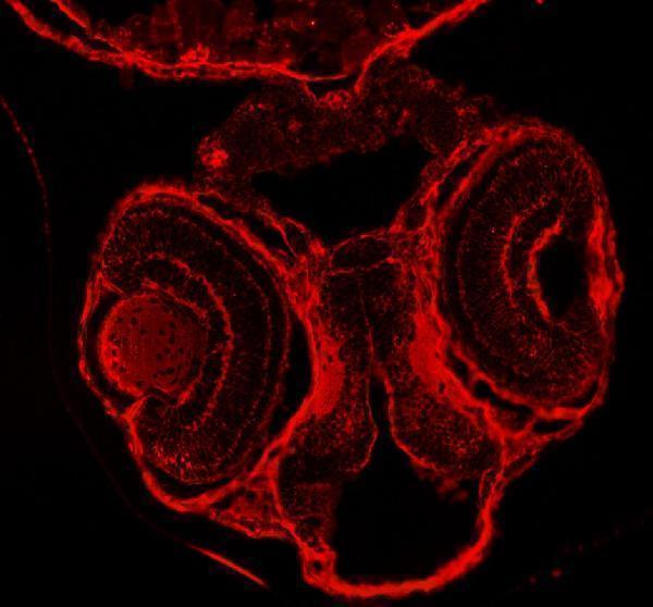 aza0a8m2bg30 dnm1a b primary antibodies if testing 1