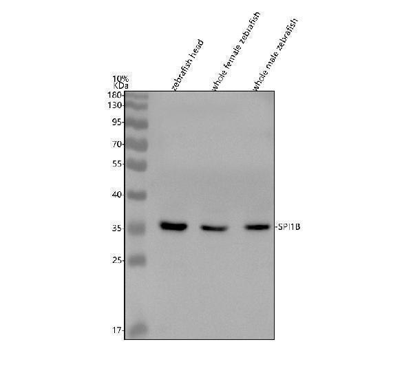 aza0a8m2bg46 spi1b primary antibodies wb testing 1