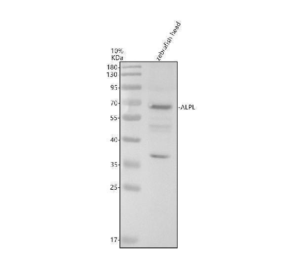 Western blot analysis of ALPL using anti-ALPL antibody (AZA0A8M2BGI2)