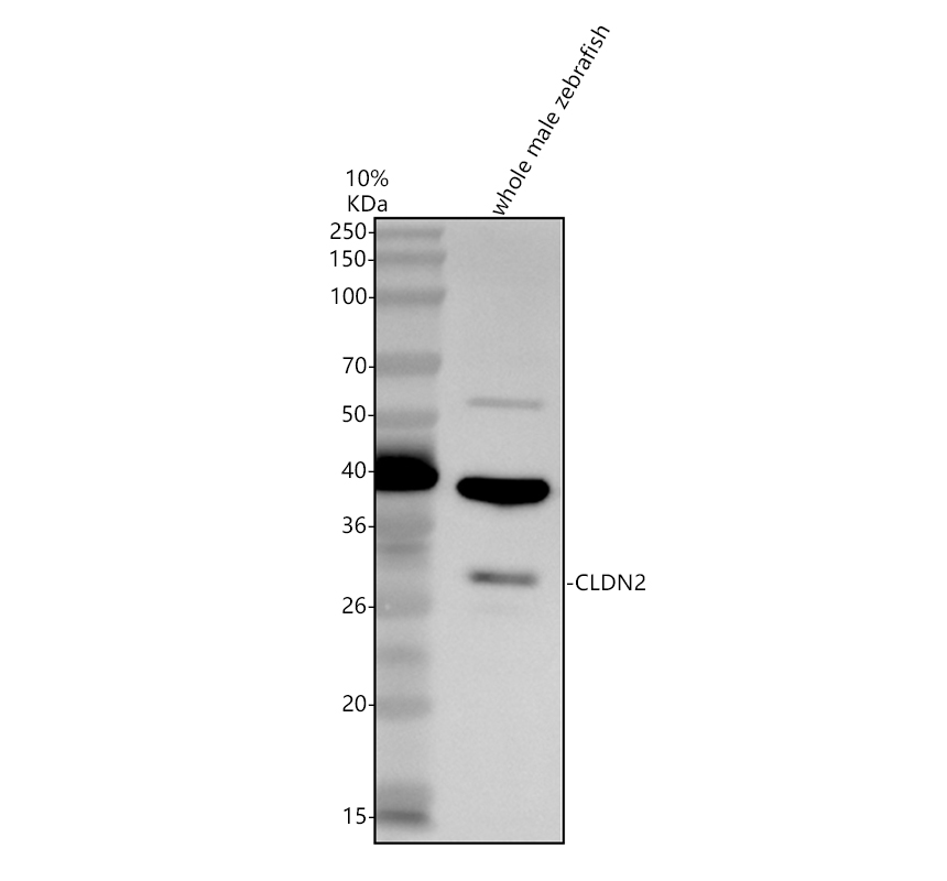 aza0a8m2bhn3 cldn2 primary antibodies wb testing 1
