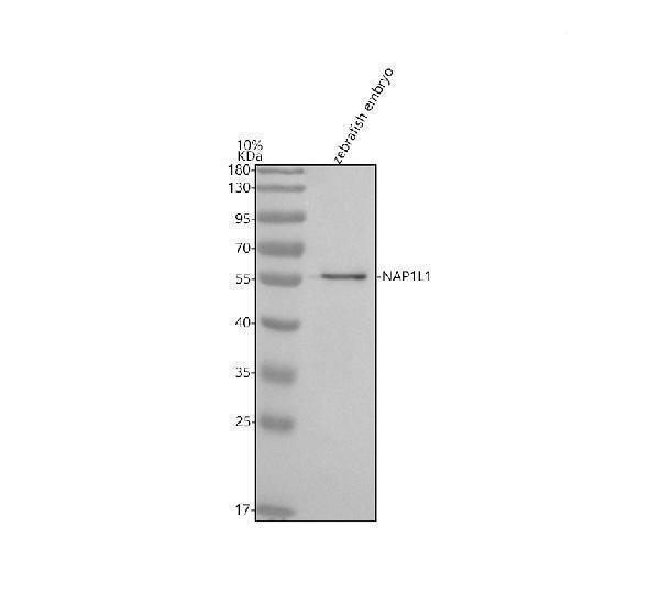  Western blot analysis of NAP1L1 using anti-NAP1L1 antibody (AZA0A8M2BJ06)