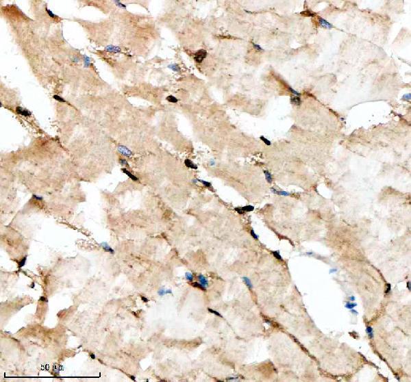 aza0a8m3aqb4 dhx9 primary antibodies ihc testing 4