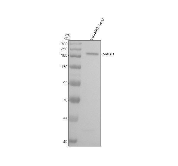 aza0a8m3aub1 madd primary antibodies wb testing 1